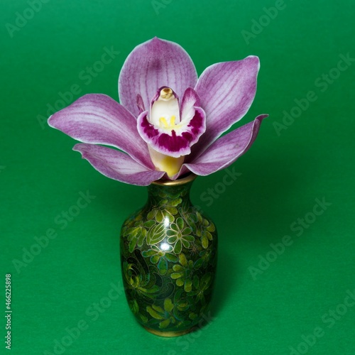 Pretty lavender pink Cymbidium Clarisse Orchid also known as Boat Orchid, in a Vase isolated on a green coloured background closeup view. photo