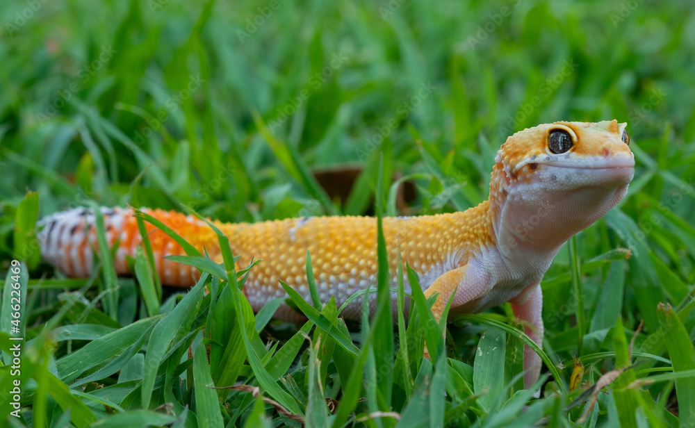 Common leopard gecko on the ground Common leopard gecko on the ground