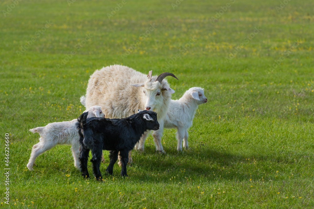 Fototapeta premium Goat with kids in the meadow