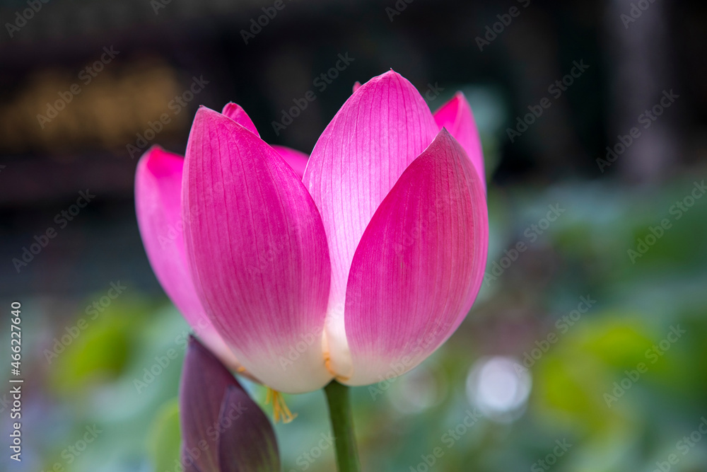 pink lotus flower in spring pink lotus flower in spring