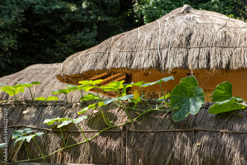 roof of a thatched house