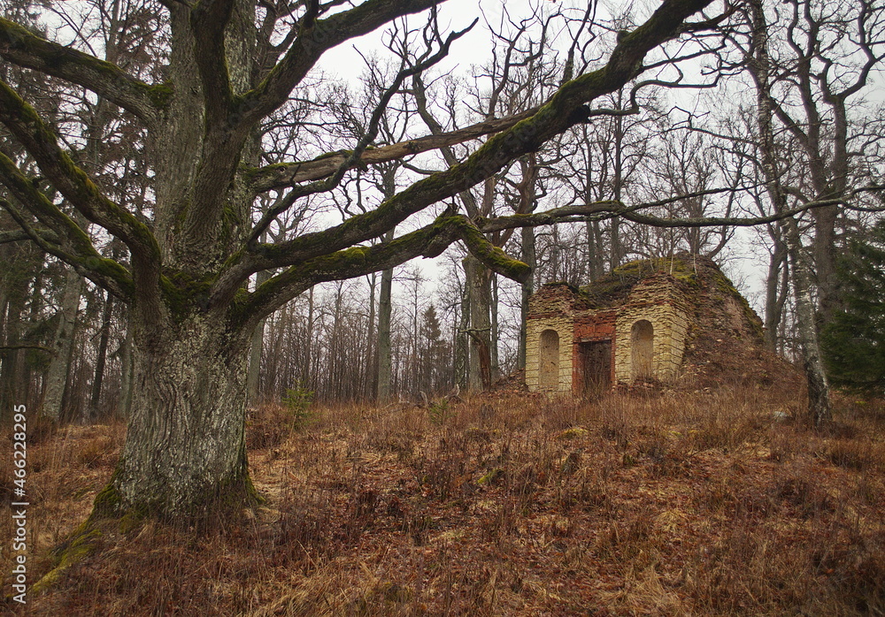 Abandoned chapel and oak tree in Dunalka Manor, Latvia.