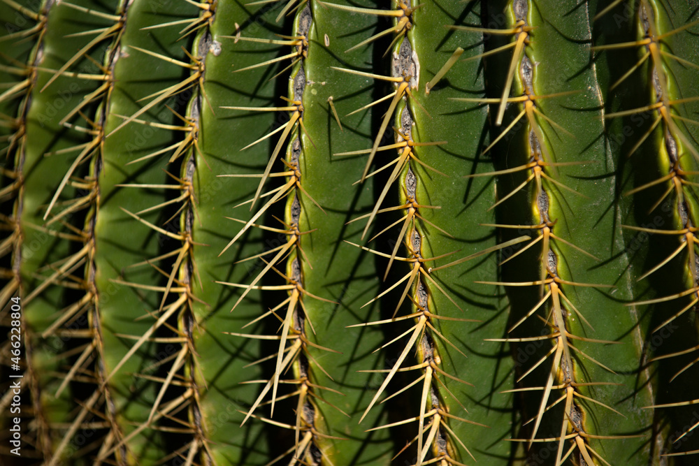 Cactus spiked. Close up cactus backdround, cacti or cactaceae pattern. Cactus spiked. Close up cactus backdround, cacti or cactaceae pattern.