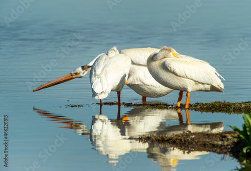 White Pelicans photo