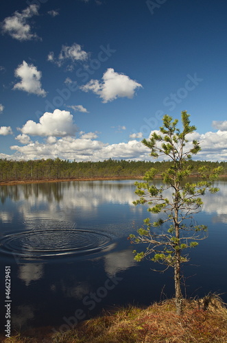 Kalnansu swamp with lake in sunny spring day, Kabile, Latvia. photo