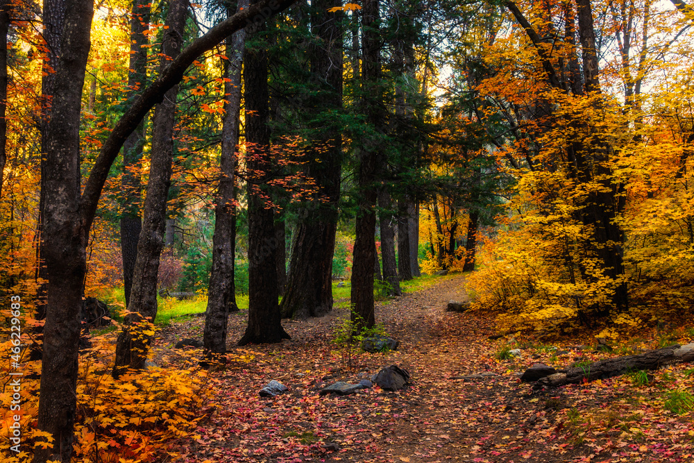 Obraz premium Path leading through lush enchanted forest with fall colored foliage
