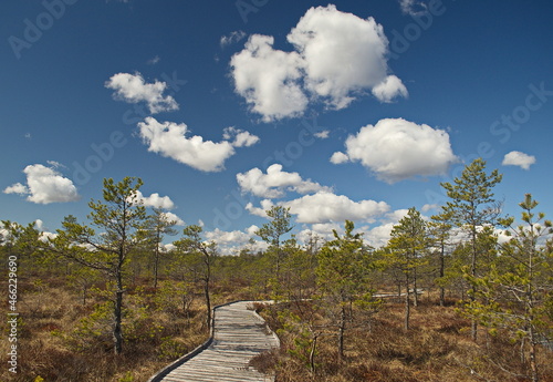 Kalnansu swamp with wooden trail in sunny spring day  Kabile  Latvia.