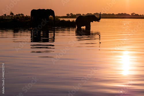 夕暮れの川辺でくつろぐアフリカ象の親子のシルエット、上寄せ構図