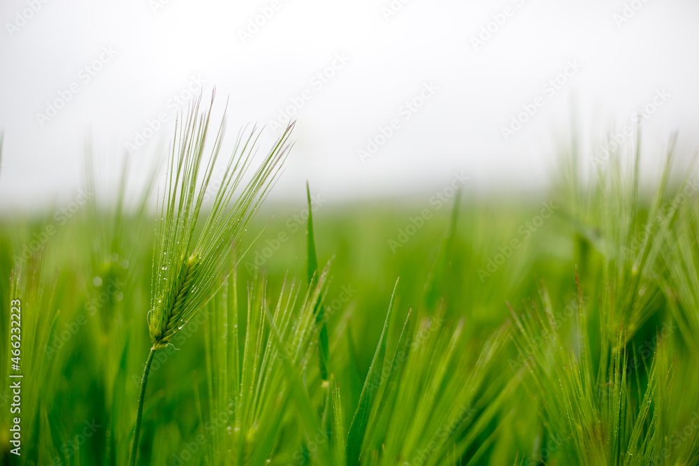 custom made wallpaper toronto digital청보리