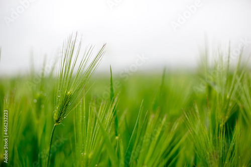 Wallpaper Mural 청보리 Torontodigital.ca