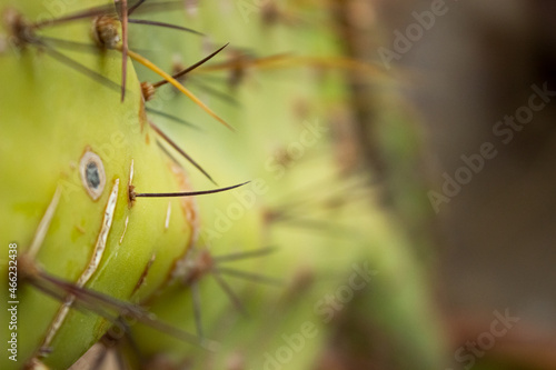 close up of cactus (ID: 466232438)