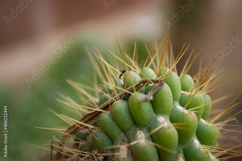 close up of cactus (ID: 466232444)