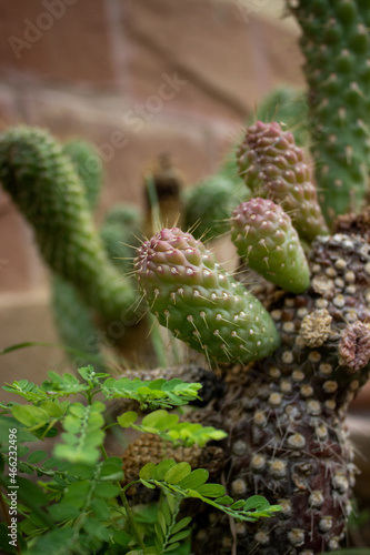 close up of a cactus (ID: 466232496)