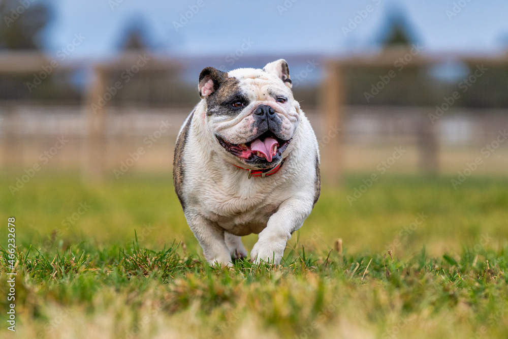English Bulldog on the grass on a farm English Bulldog on the grass on a farm