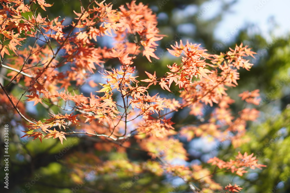 紅葉 紅葉