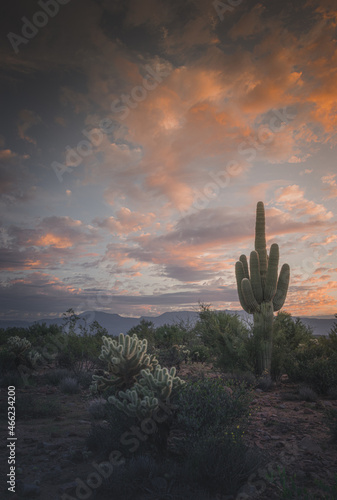 Giant Saguaro Cactus on a Background of Desert Hills