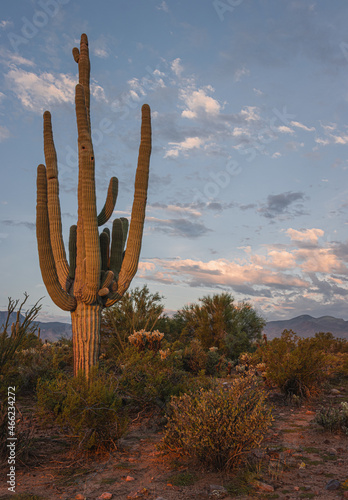 Giant Saguaro Cactus on a Background of Desert Hills