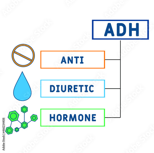 ADH - Antidiuretic Hormone acronym. medical concept background. Vector illustration for website banner, marketing materials, business presentation, online advertising