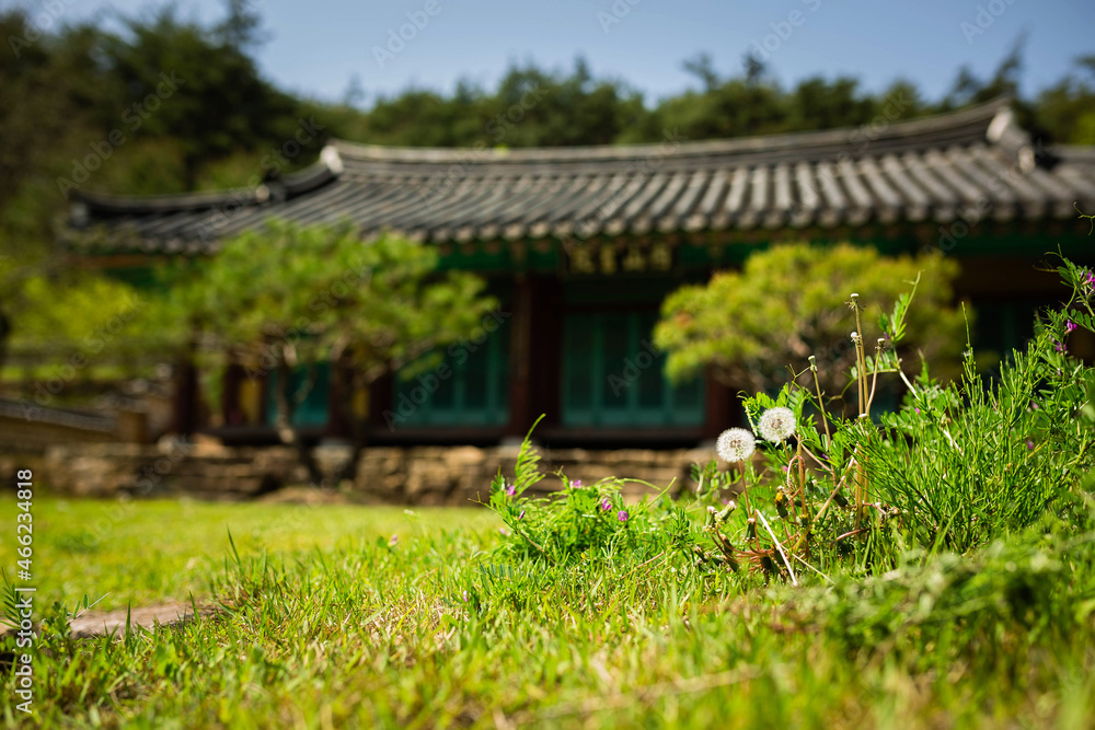 민들레씨 민들레씨