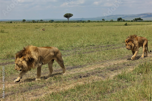 Fototapeta Naklejka Na Ścianę i Meble -  Two wild lions are walking along a path in the African savanna. Fluffy mane. Heads are lowered. There is another animal lying in the green grass. Kenya. Masai Mara Park