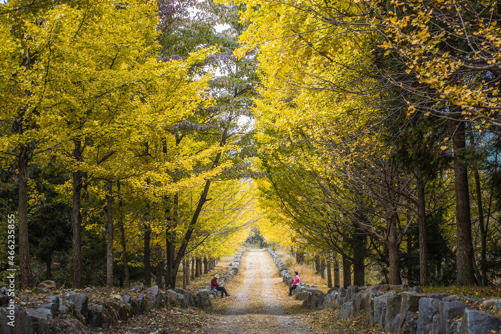 custom made wallpaper toronto digital은행나무길