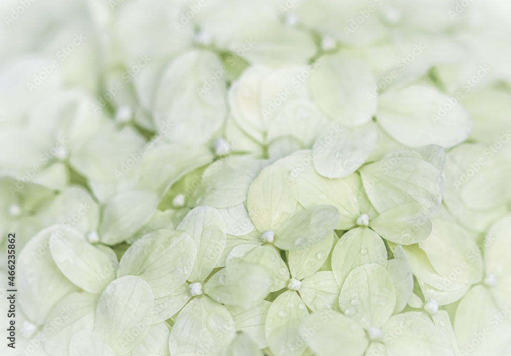 Background from white flowers with dew drops. Hydrangea or hortensia in blossom Background from white flowers with dew drops. Hydrangea or hortensia in blossom