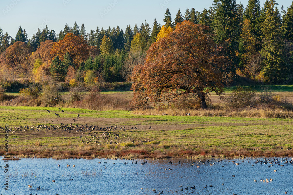 Water birds resting on a lake Tualatin wildilife refuge.