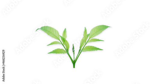 Ornamental plants isolated on white background for other design illustrations  With Clipping Path .