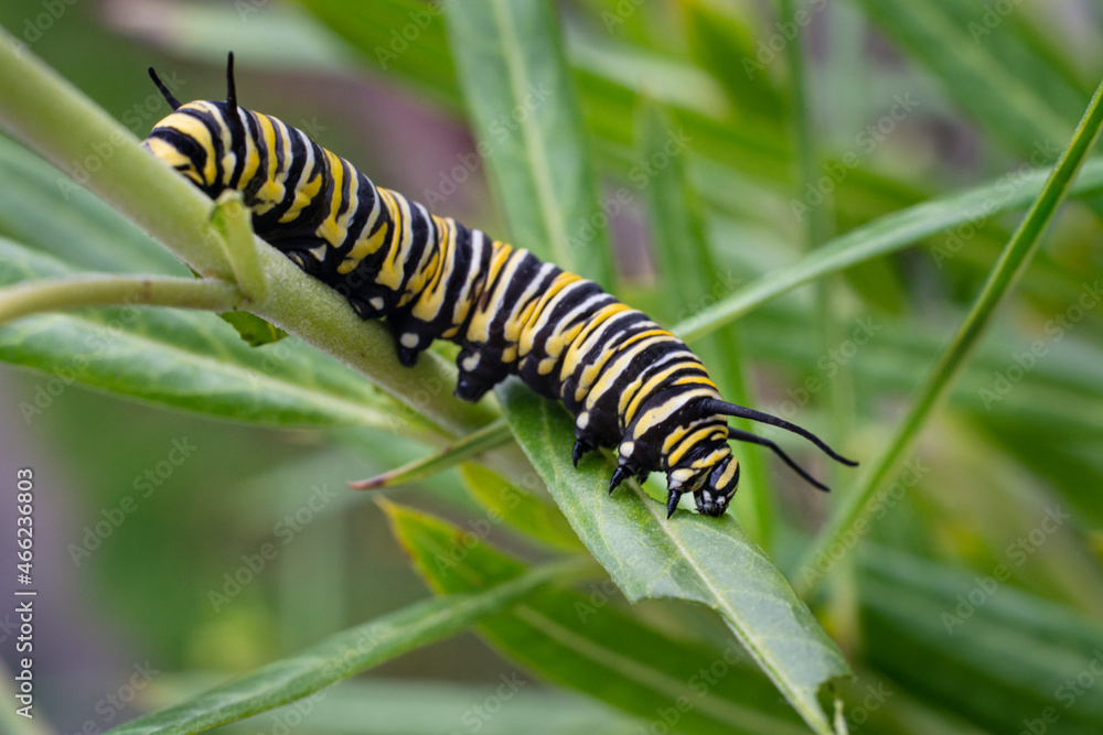 Monarch butterfly caterpillar feeding on milkweed leaf