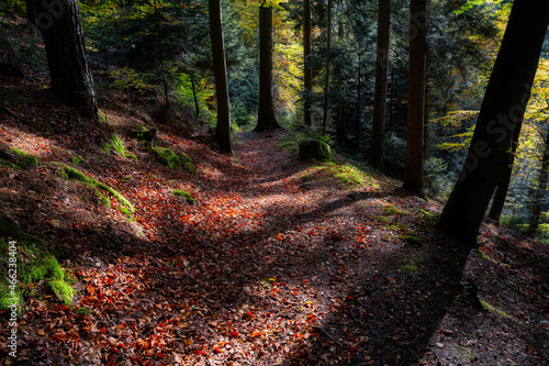 footpath in autumn forest