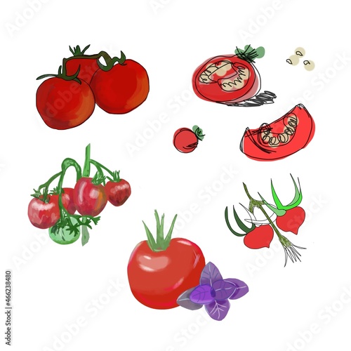 Set of tomatoes drawn in different styles