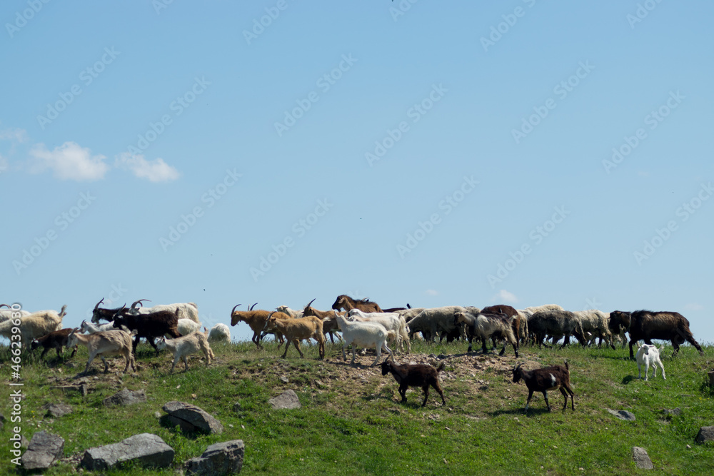herd of sheep herd of sheep