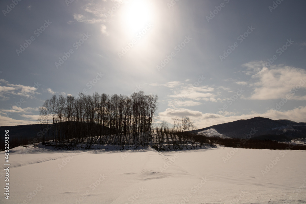 冬の太陽と雑木林
