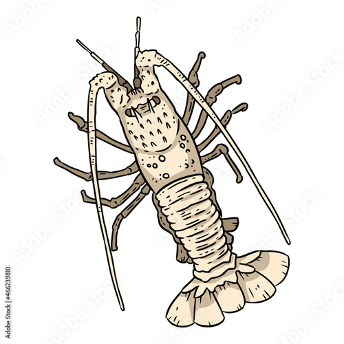 Lobster lineart doodle design for coloring book. Cute cartoon sketchbook image logo. Media graphic symbol
