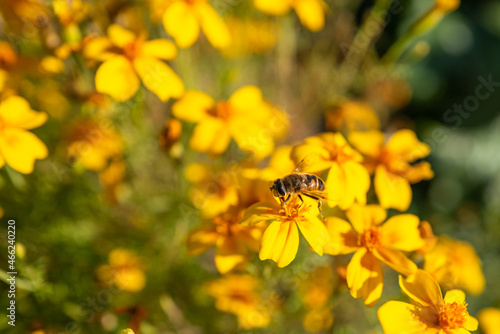 bee on yellow flower © Peter Buchacher