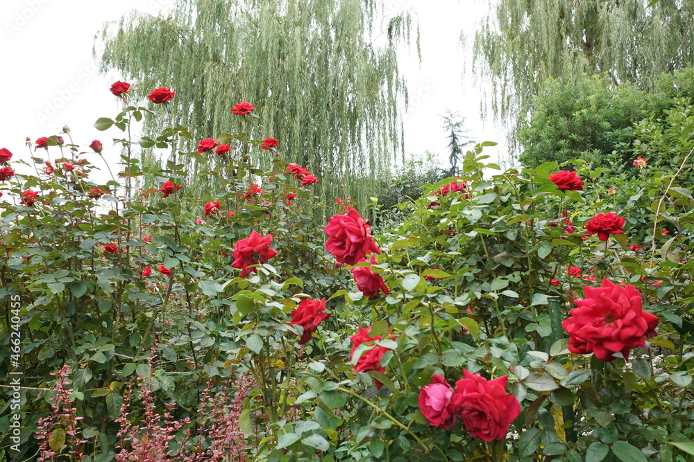 rose flower garden in autumn