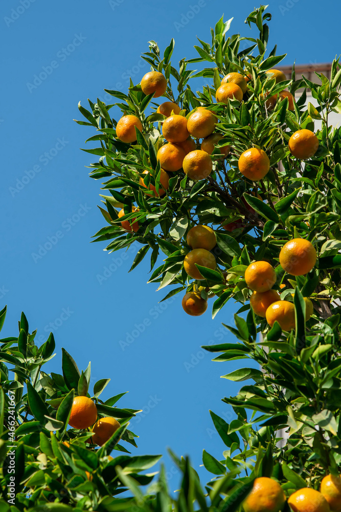 Ripe of fresh juicy orange mandarin in greenery on tree branches. Natural outdoor food background. Tangerine sunny garden with green leaves and citrus fruits. Ripe of fresh juicy orange mandarin in greenery on tree branches. Natural outdoor food background. Tangerine sunny garden with green leaves and citrus fruits.