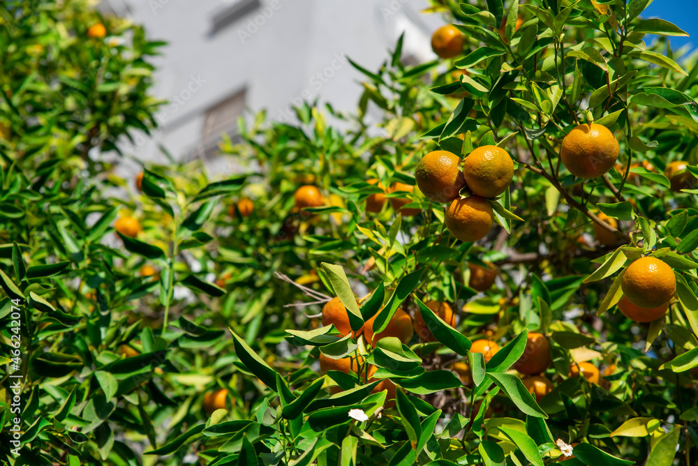 Ripe of fresh juicy orange mandarin in greenery on tree branches.  Natural outdoor food background. Tangerine sunny garden with green leaves and citrus fruits.