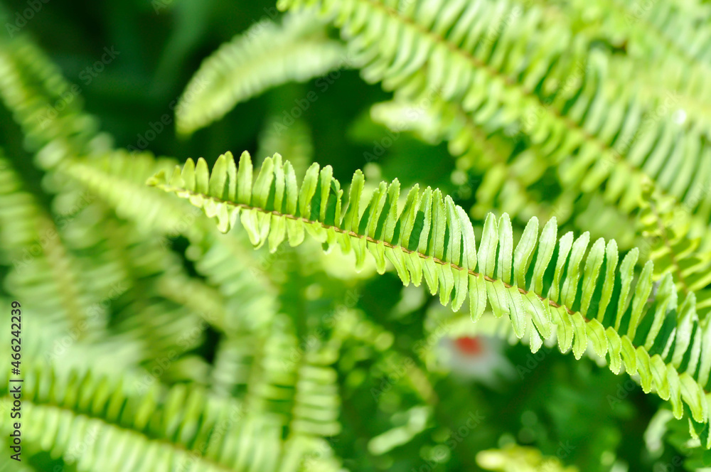 Fishbone Fern or Sword Fern, fern Fishbone Fern or Sword Fern, fern
