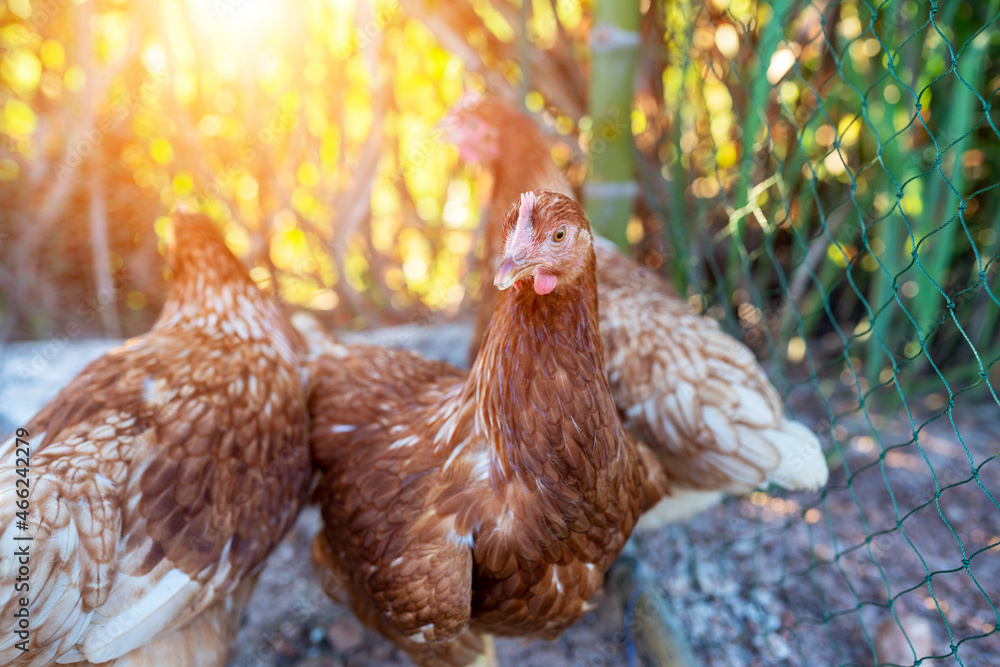 Raising laying hens in an organic farm
