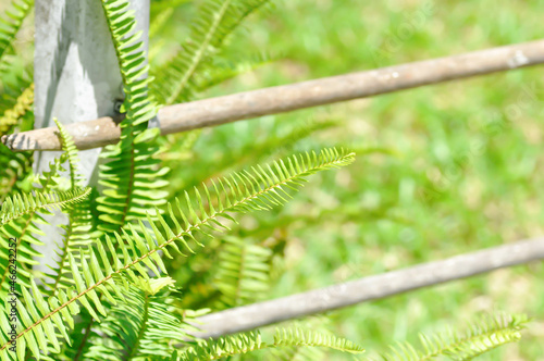 Fishbone Fern or Sword Fern, fern photo