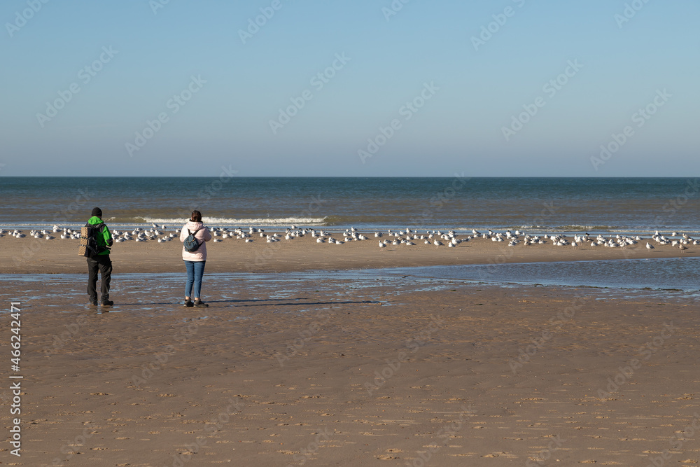 two people, a man and a woman, watching seagulls at the beach
