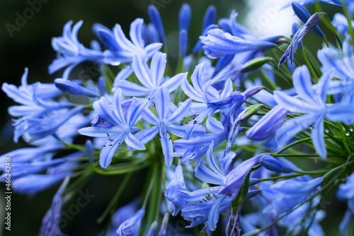 purple flower agapanthus umbrella close-up