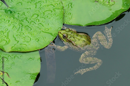 lake green frog in the pond close-up