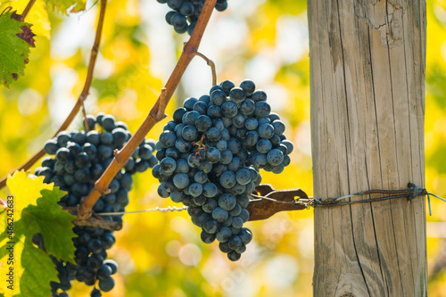 Ripe grapevines on branch, Friuli Venezia Giulia region, harvest season  photo