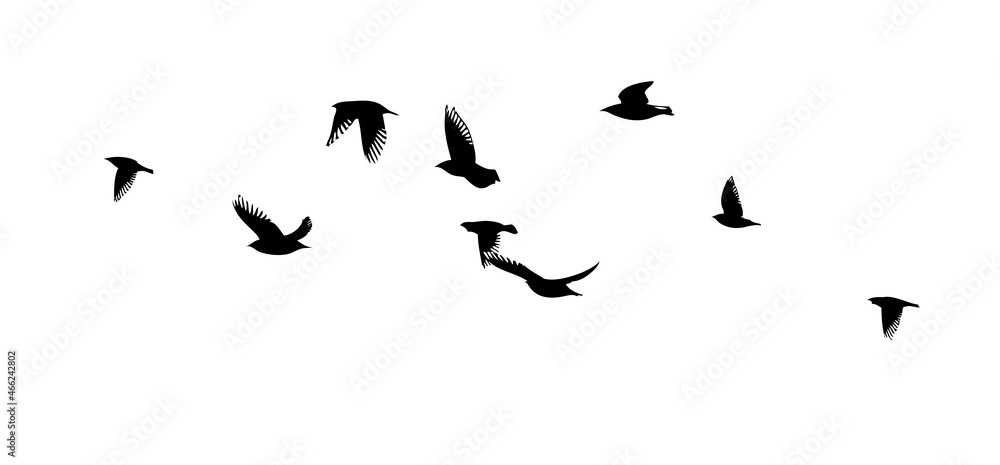 A flock of flying birds. Free birds. Vector illustration