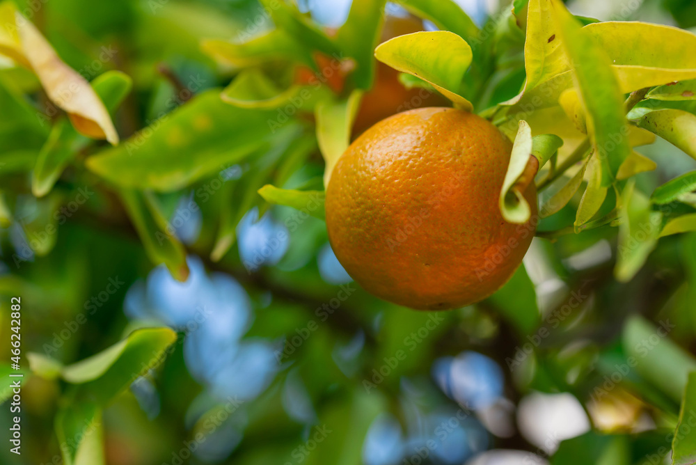 Ripe of fresh juicy orange mandarin in greenery on tree branches. Natural outdoor food background. Tangerine sunny garden with green leaves and citrus fruits. Ripe of fresh juicy orange mandarin in greenery on tree branches. Natural outdoor food background. Tangerine sunny garden with green leaves and citrus fruits.