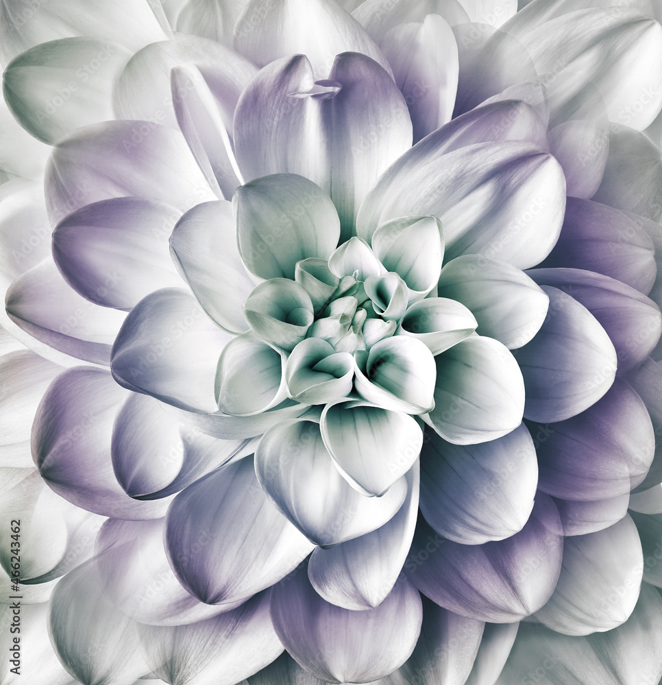 Dahlia flower. Floral purple-white background. Macro. Nature. Dahlia flower. Floral purple-white background. Macro. Nature.