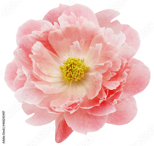 Fototapeta Naklejka Na Ścianę i Meble -  Light red  peony  flower  on white isolated background with clipping path. Closeup. For design. Nature.
