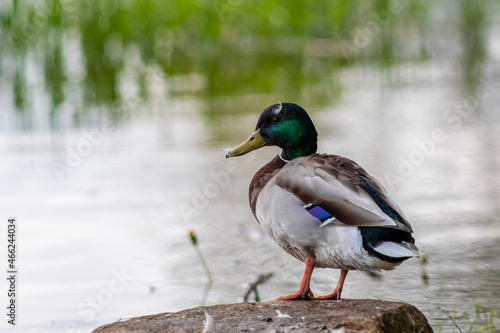 Portrait of mallard ducks standing on the stone near the river in a city park. Tartu, Estonia.